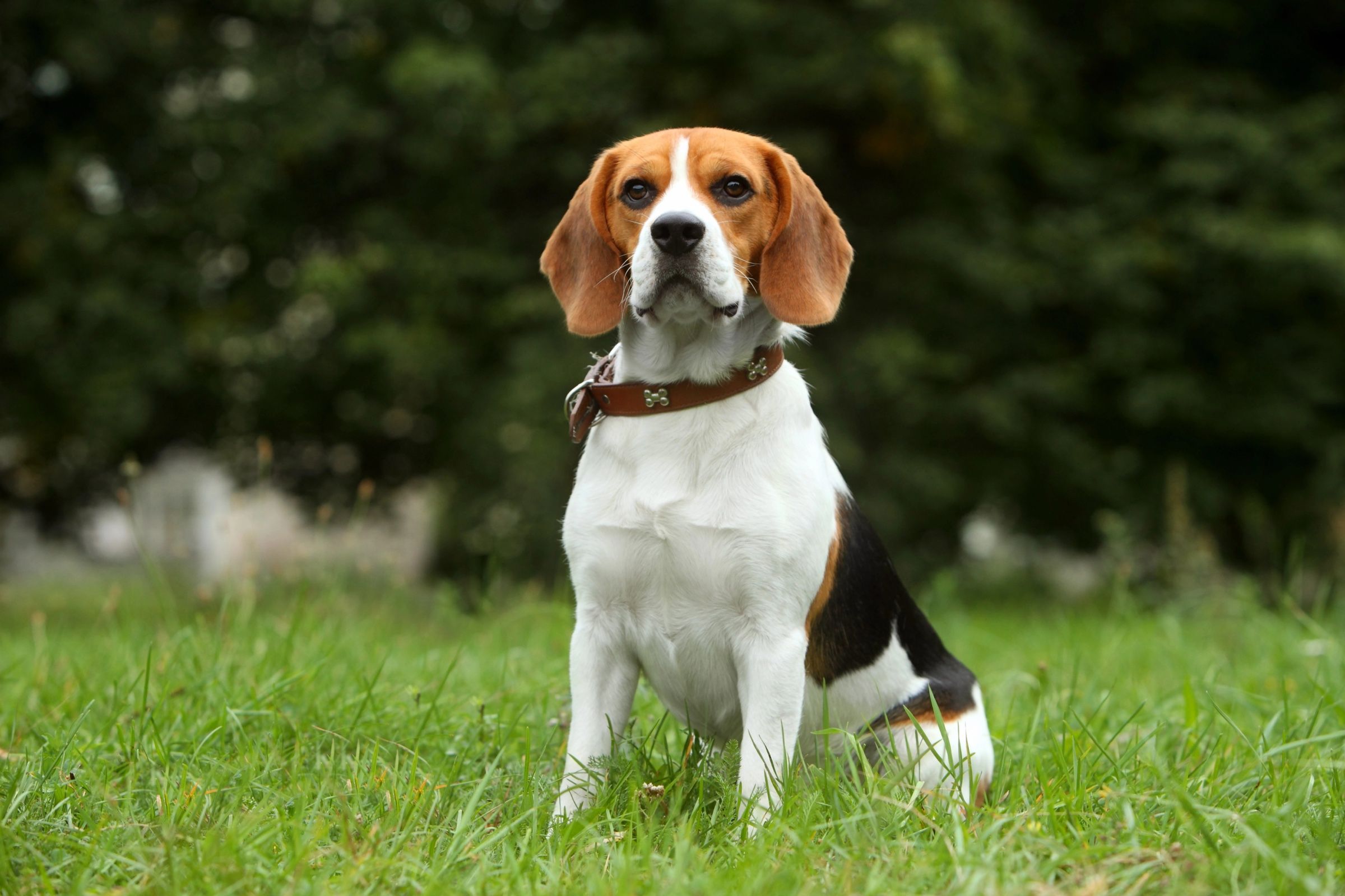 A beagle sitting in the grass